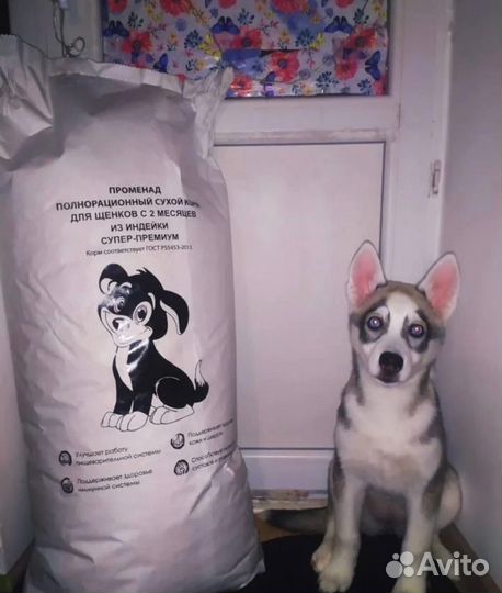 Сухой корм для собак Променад