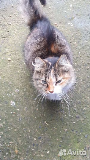 Ищем Добрые руки