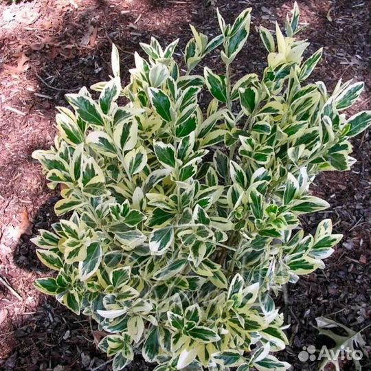 Бересклет форчуна