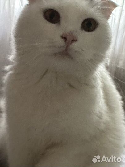 Кошечка вислоухая отдам в очень хорошие руки