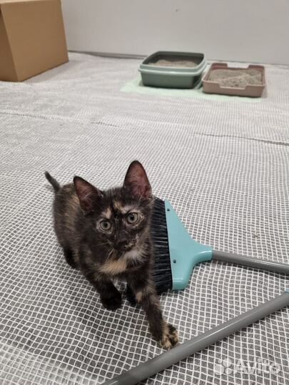 Котенок черепашка