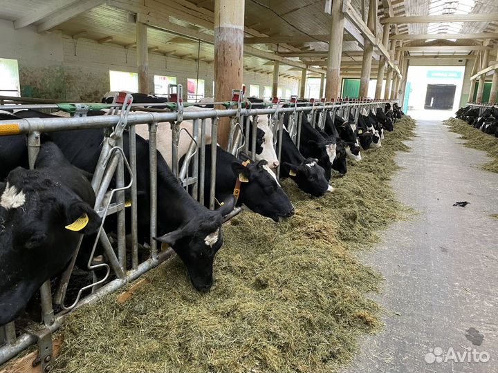 Нетели Телки молочные племенные