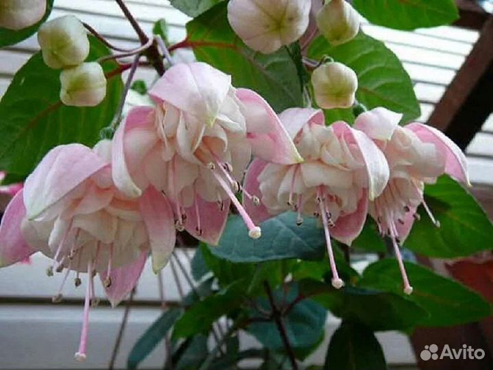 Сансевиерия фуксия комнатные цветы растения