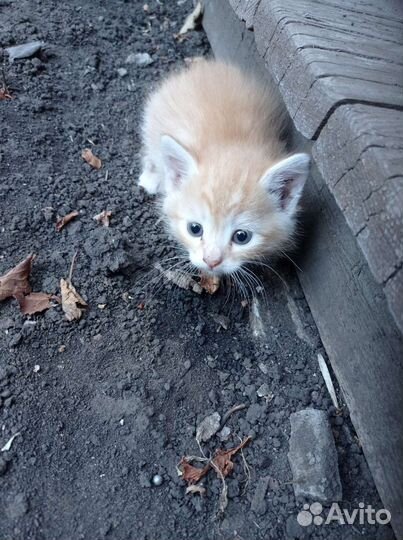 Кошка в дар