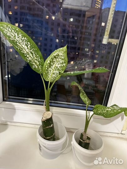 Диффенбахия