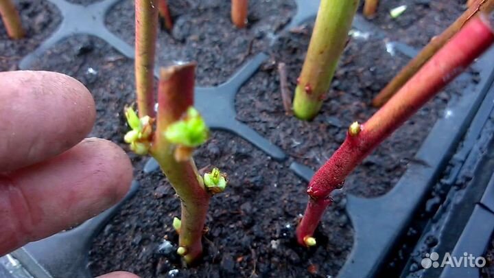 Укорененные черенки голубики