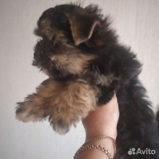 Йоркширский терьерс документами РКФ