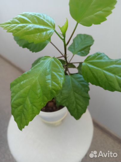 Гибискус сортовой красный махровый