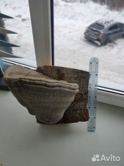 Гриб трутовик