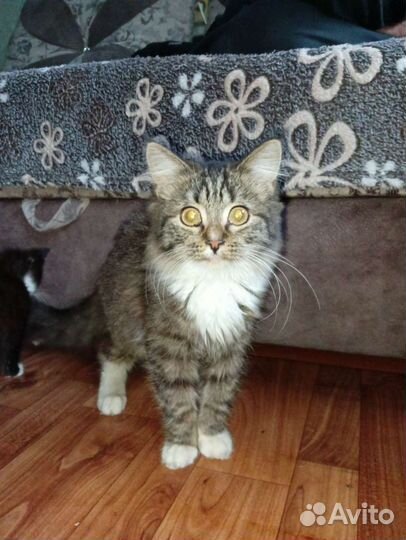 Кошка в дар бесплатно