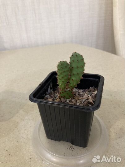 Кактусы, опунция