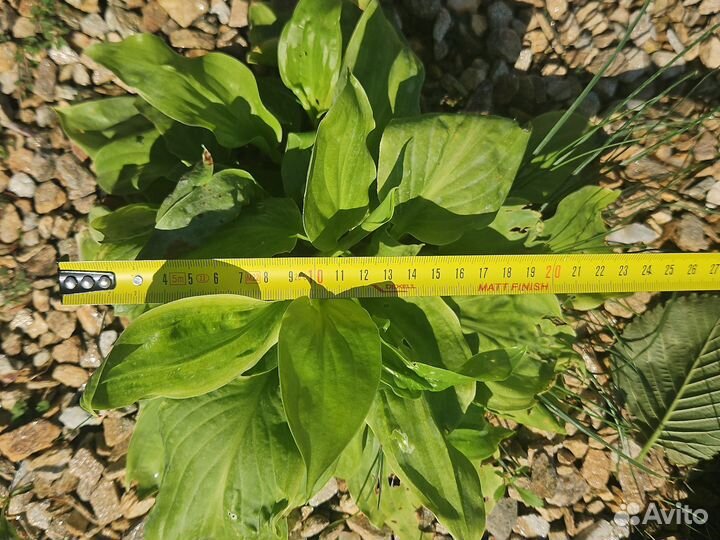 Хоста и бадан