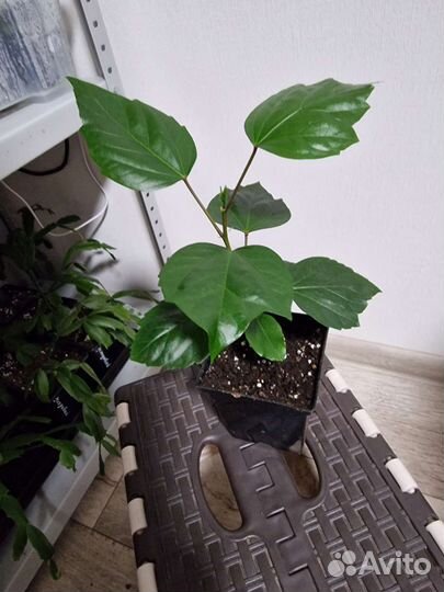 Китайская роза красная