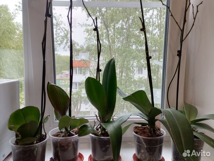 Орхидея фаленопсис