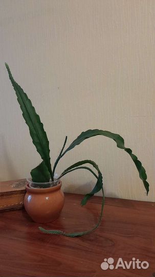 Кактус эпифиллум