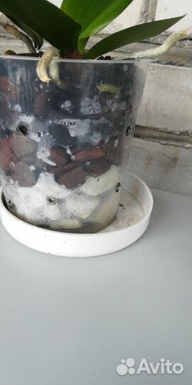 Грунт для орхидей