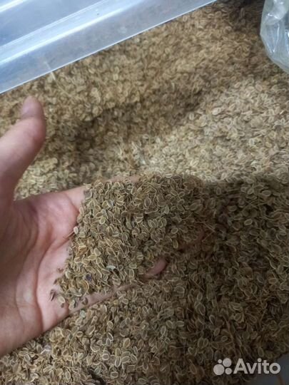 Укроп семена укропа