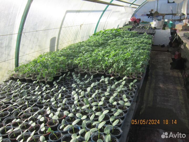 Огурцы,рассада томатов,перцев и др.овощей