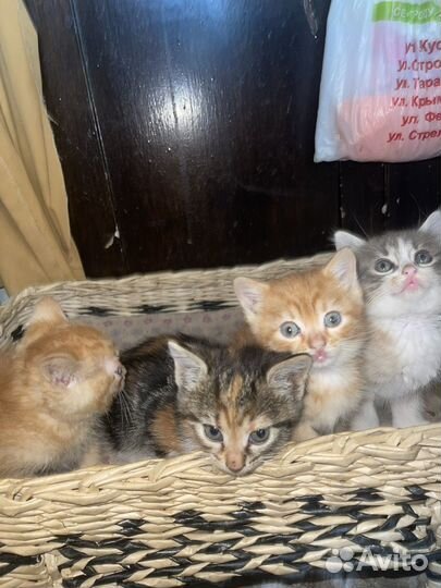Кошечки в добрые руки бесплатно