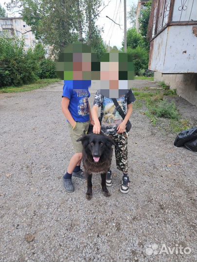 Собака в добрые руки