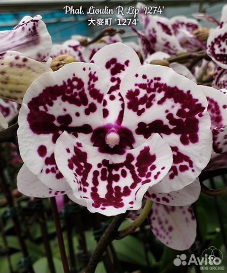 Орхидея фаленопсис биг лип Азия нецветущие