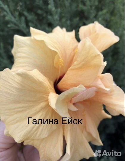 Гибискус,китайская роза