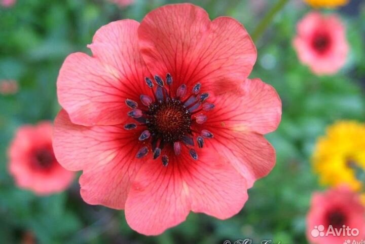 Кусты лопчатки непальской