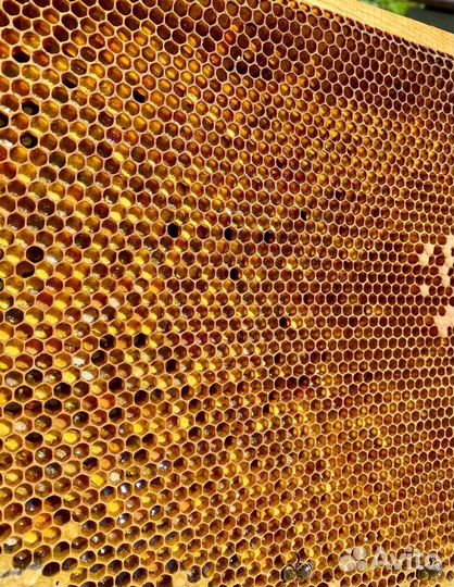 Алтайский мед