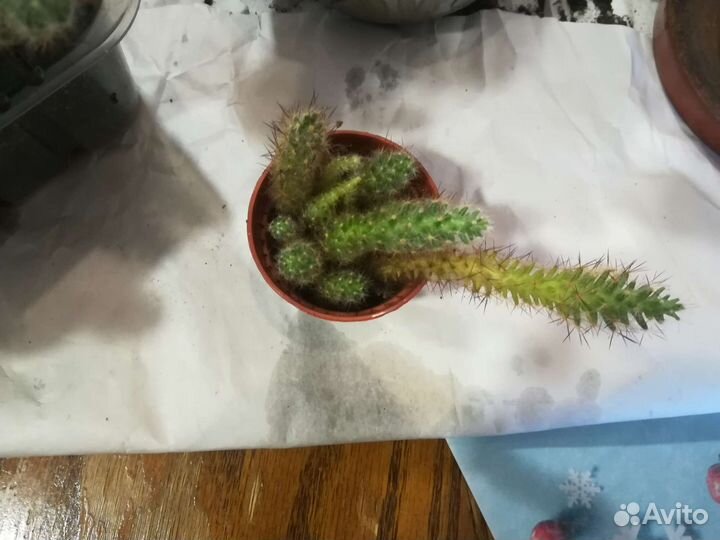 Кактусы в добрые руки