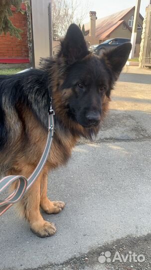 Вязка немецкая овчарка