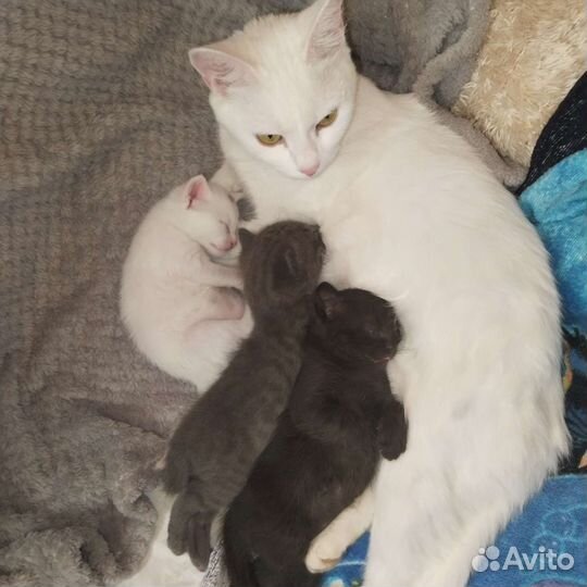 Турецкая ангора
