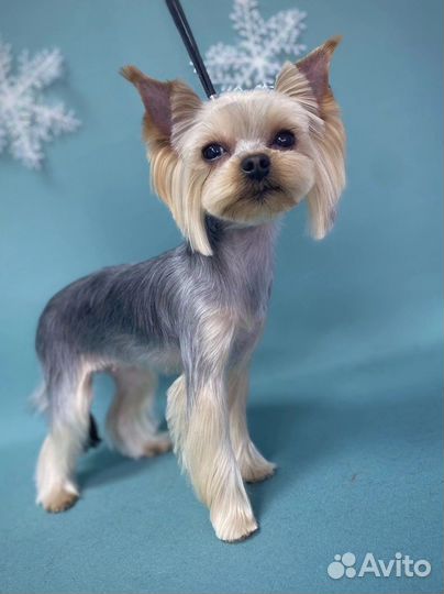 Стрижка собак и кошек