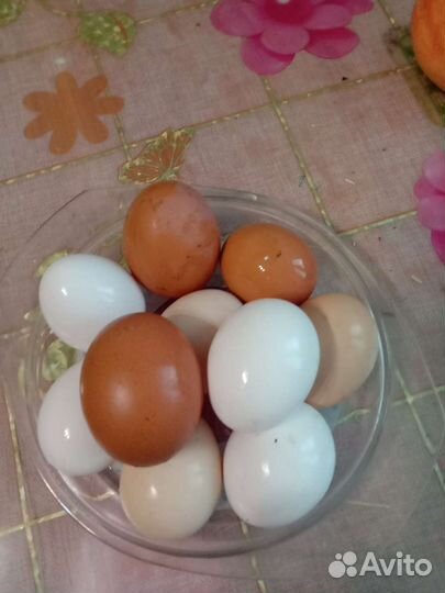 Домашние куриные яйца