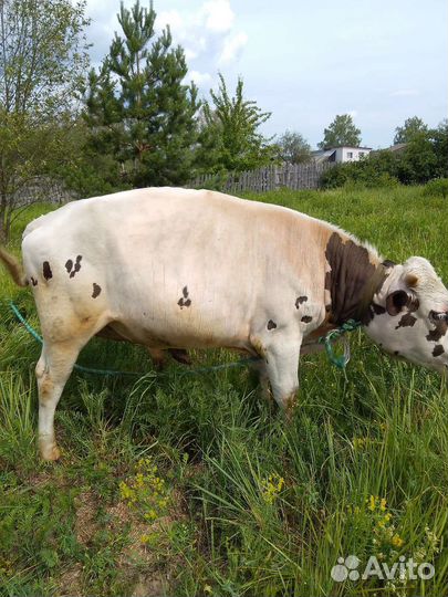 Продам быка