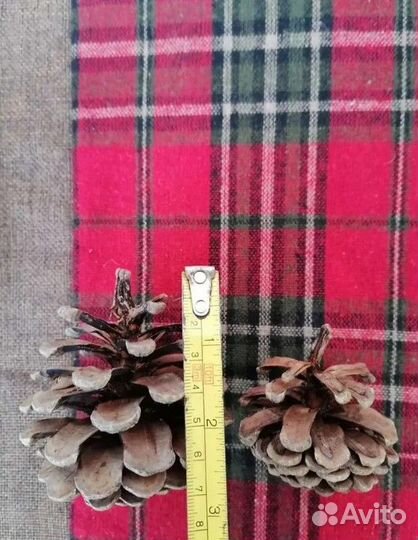 Шишки сосновые