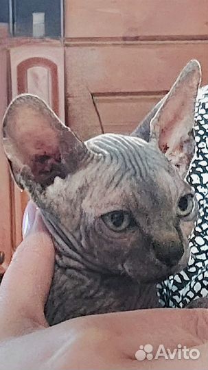 Канадский сфинкс котенок девочка