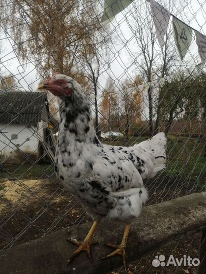 Молодые петухи