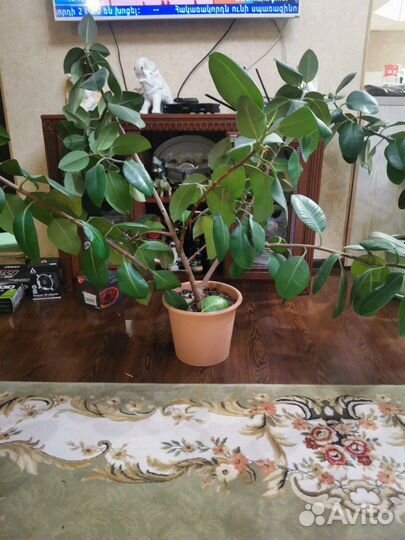 Продам фикус
