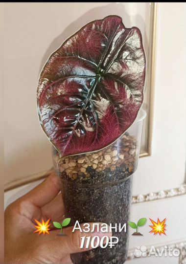 Алоказия Азлани, Ред Сикрет и Шкура дракона