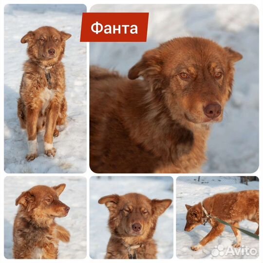 Собака в добрые руки