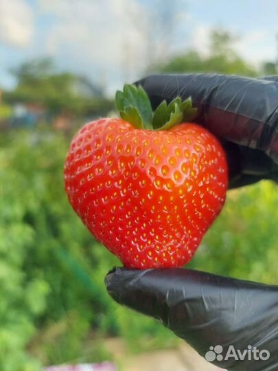Элитные саженцы клубники от производителя