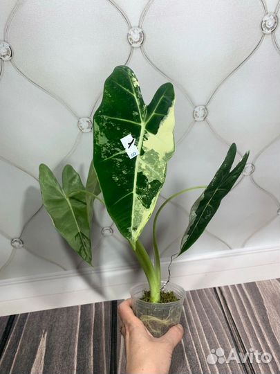 Алоказия Фрайдек вариегатная