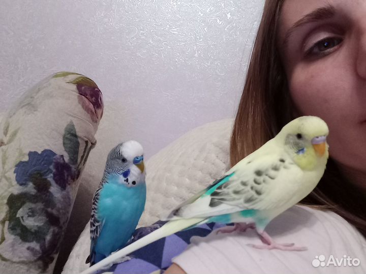 Передержка домашних грызунов/птиц