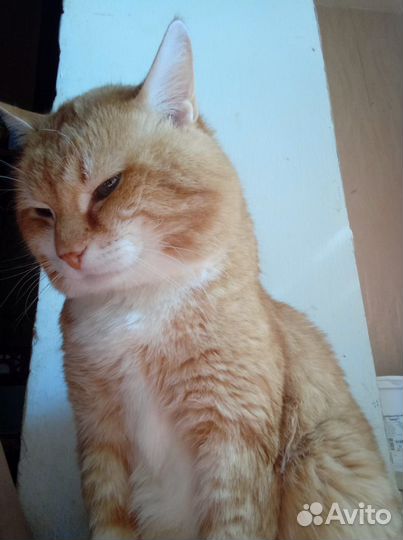 Котята метисы