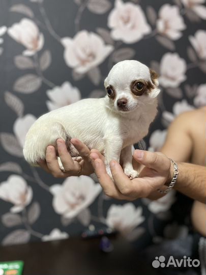 Чихуахуа мини