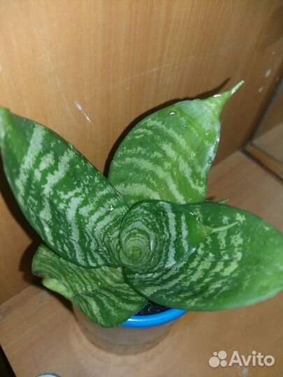 Сансевиерия