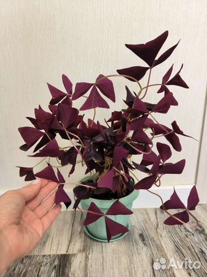 Комнатные растения цветы Оксалис Кислица бабочка