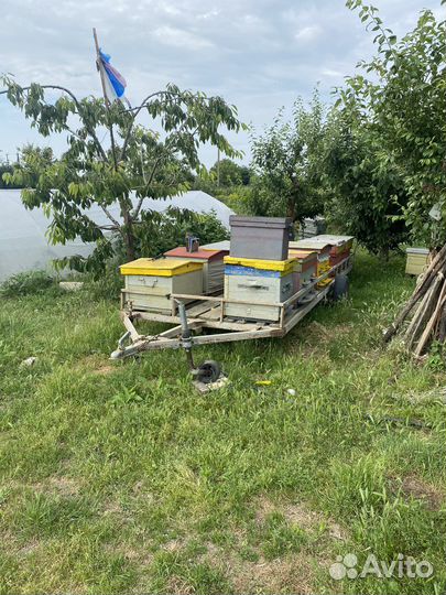 Пчелы пасека