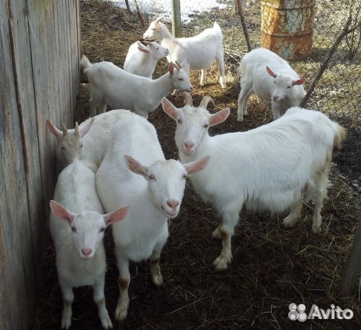 Козы и козлята
