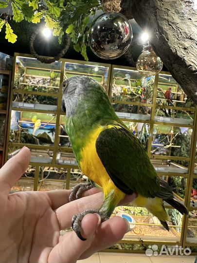 Сенегальский длиннокрылый попугай